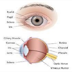 Dark Curtain in Vision ,Dark Spots in Vision, Dilated Pupil , Discharge From Eye , Distorted Vision, Double Vision, Drooping Eyelid, Dryness.
